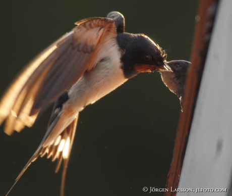 Barn Swallow, hirundo rustica 