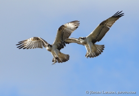 Fiskgjuse  Pandion haliaetus Södermanland 