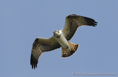 Fiskgjuse  Pandion haliaetus Södermanland 