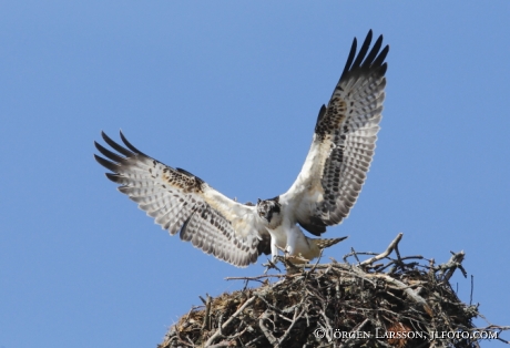 Fiskgjuse  Pandion haliaetus Södermanland 