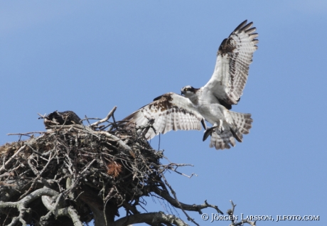 Fiskgjuse  Pandion haliaetus Södermanland 