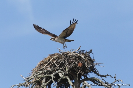 Fiskgjuse  Pandion haliaetus Södermanland 