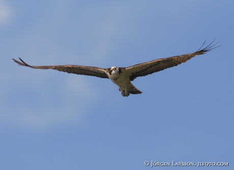 Fiskgjuse  Pandion haliaetus Södermanland 