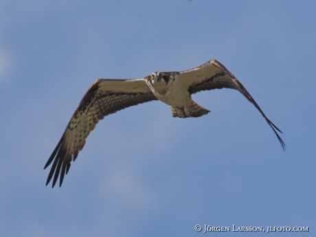 Fiskgjuse  Pandion haliaetus Södermanland 