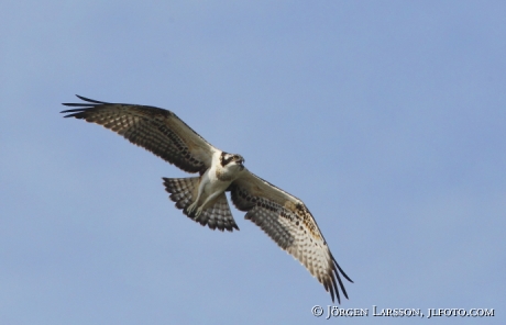 Fiskgjuse  Pandion haliaetus Södermanland 