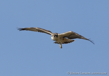 Fiskgjuse  Pandion haliaetus Södermanland 