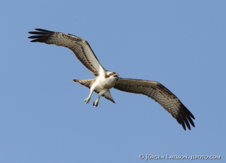 Fiskgjuse  Pandion haliaetus Södermanland 