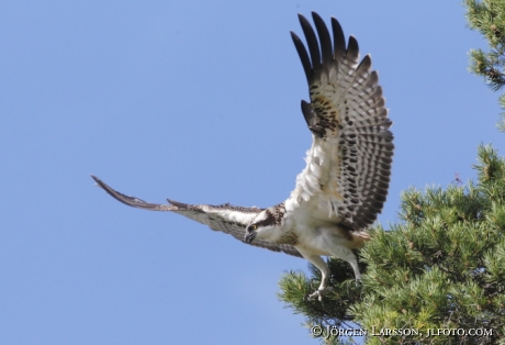 Fiskgjuse  Pandion haliaetus Södermanland 