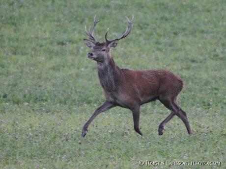 Ung Kronhjort  Cervus elaphus Södermanland 