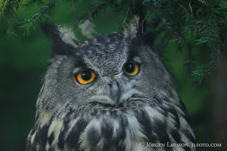 Eagle owl Bubo bubo  Sweden