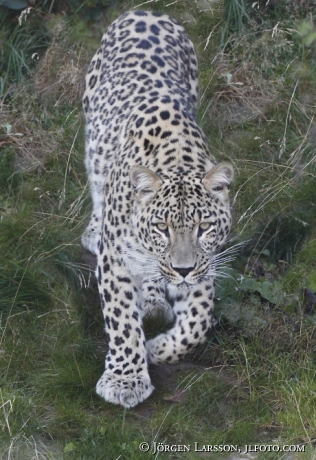 Snöleopard Uncia Incia  Grönklitt