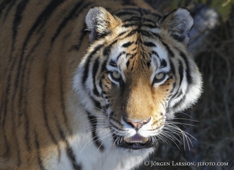 Sibirisk tiger / Amurtiger Panthera tigris altacia 