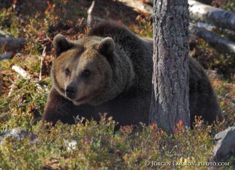 Brunbjörn (Ursus arctos)  