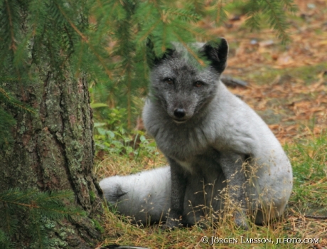 Fjällräv  Alopex lagopus