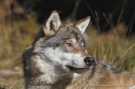 Varg Canis Lupus Dalarna 