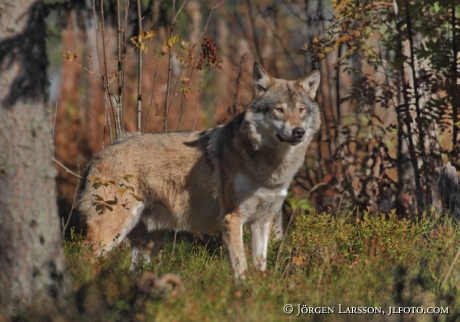 Varg  Canis Lupus Dalarna 