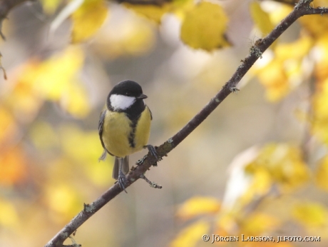 Great Tit Parus major