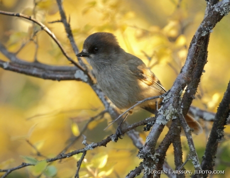 Siberian jay Perisoreus infaustus  Jamtland Sweden