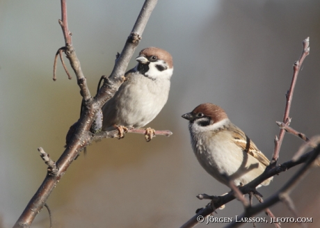 Eurasian Tree Sparrow Passer montanus