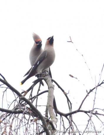 Waxwings Bombycilla garrulus