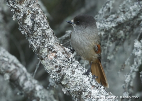 Siberian jay Perisoreus infaustus  Jamtland Sweden