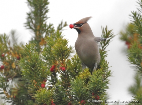 Waxwing Bombycilla garrulus Sweden