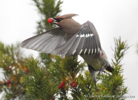 Waxwing Bombycilla garrulus Sweden