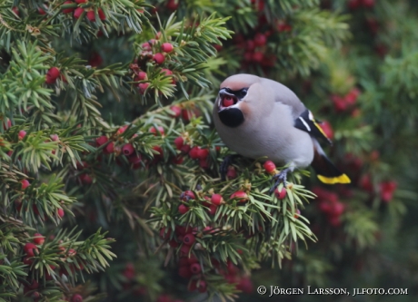 Waxwing Bombycilla garrulus Sweden