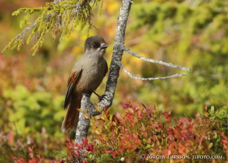 Siberian jay Perisoreus infaustus  Jamtland Sweden