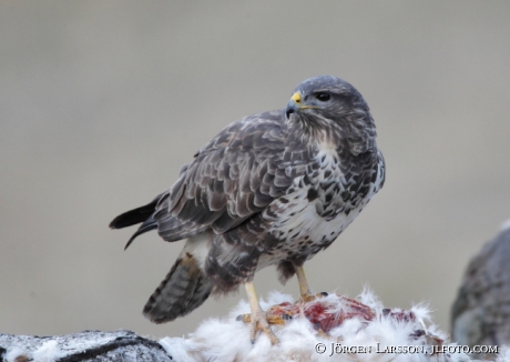 Ormvråk Buteo buteo  Björnlunda Södermanland 