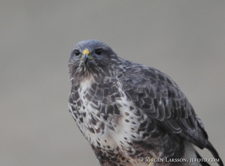 Ormvråk Buteo buteo  Björnlunda Södermanland 