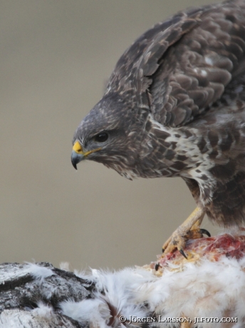 Ormvråk Buteo buteo  Björnlunda Södermanland 