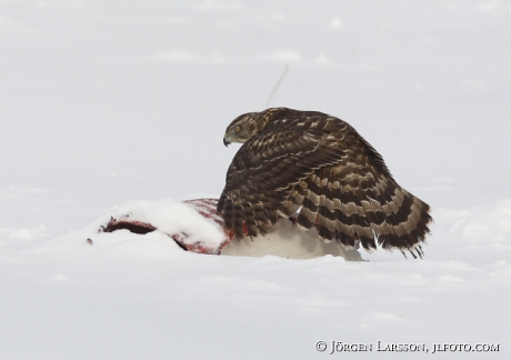 Duvhök Accipiter gentilis