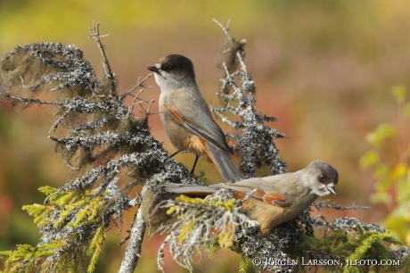 Siberian jay Perisoreus infaustus  Jamtland Sweden