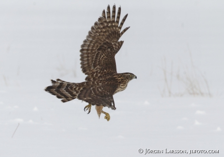 Duvhök Accipiter gentilis