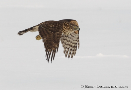 Duvhök Accipiter gentilis  