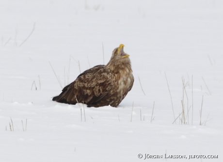 Havsörn Haliaeetus albicilla