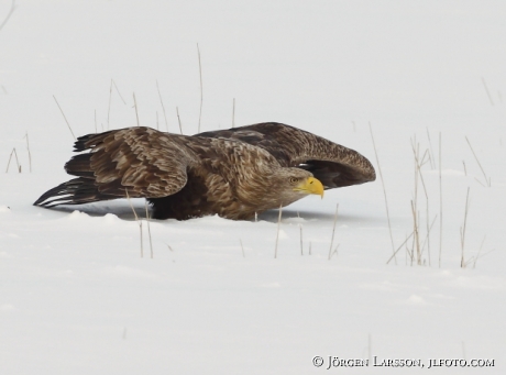 Havsörn Haliaeetus albicilla