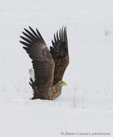 Havsörn Haliaeetus albicilla