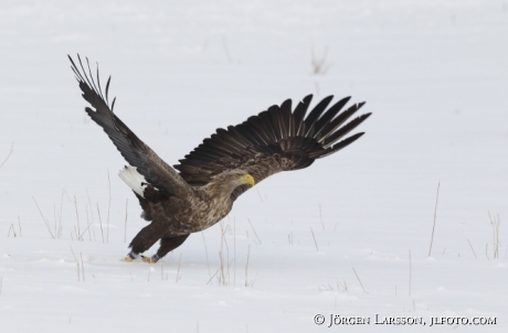 Havsörn Haliaeetus albicilla