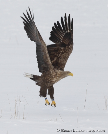 Havsörn Haliaeetus albicilla