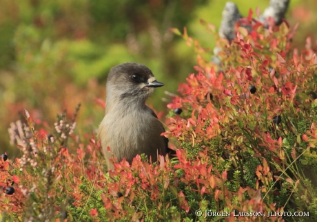 Siberian jay Perisoreus infaustus  Jamtland Sweden