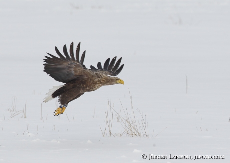 Havsörn Haliaeetus albicilla