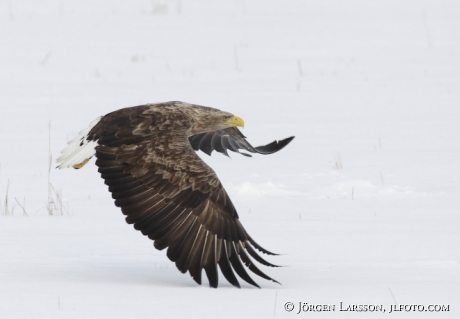 Havsörn Haliaeetus albicilla