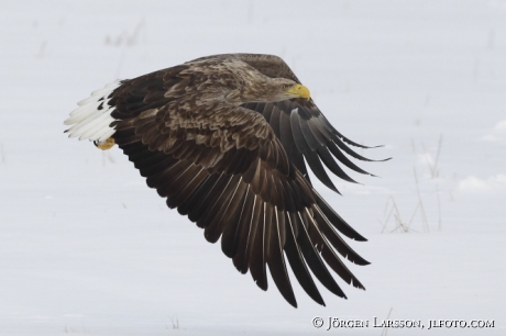 Havsörn Haliaeetus albicilla