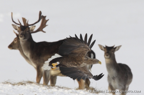 Havsörn Haliaeetus albicilla  Dovhjortar