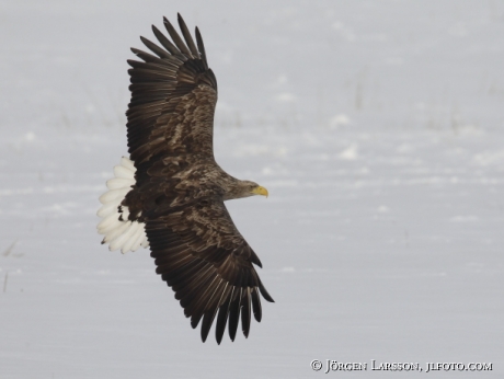 Havsörn Haliaeetus albicilla