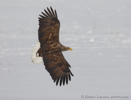 White- tailed eagle Haliaeetus albicilla,