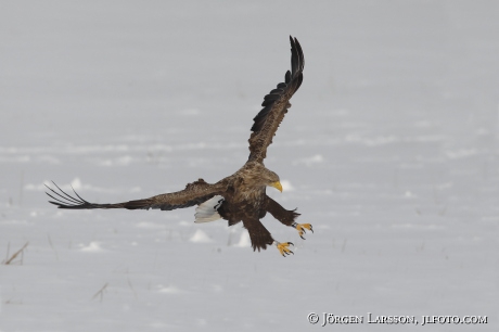 Havsörn Haliaeetus albicilla