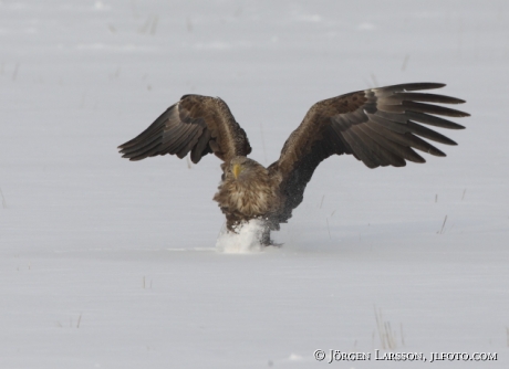 Havsörn Haliaeetus albicilla